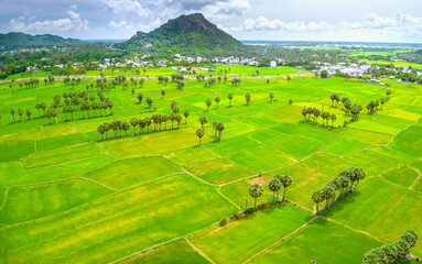 Ta Pa rice fields are beautiful in the morning, interspersed with beautiful and peaceful jaggery...