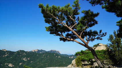 a pine tree between rocks that completes the landscape