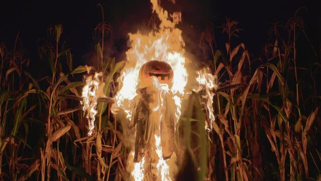 Burning Halloween Scarecrow in a cornfield at night. Halloween holiday concept.
