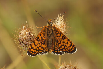 Closeup on an orange Meditteranean Glanville Fritillary Melitaea cinxia sitting with half-open wings