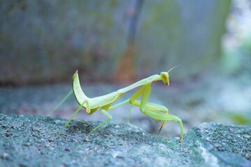 アスファルトの上でお尻を挙げて威嚇するカマキリ