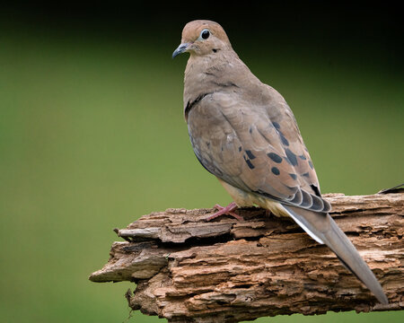 Mouring Dove