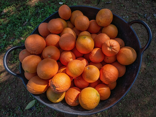 Recogida naranjas en un capazo