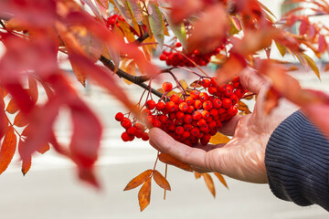 Branch with bright red rowanberries.Harvesting and seasonality concept. Sorbus medicinal plant