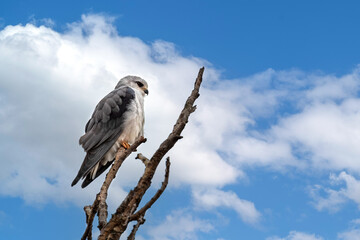A watchful black-winged kite, elanus caeruleus, perched on a dead tree in Nairobi National Park, Kenya. Summer sky background with space for text
