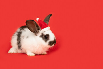 2023 christmas rabbit in santa claus hat on red background. new year bunny. place for text, copy...