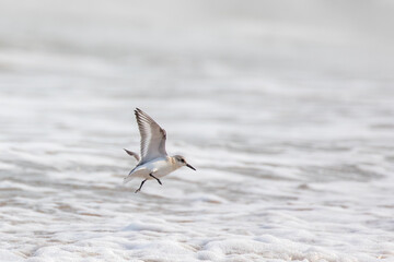 A sanderling, Calidris Alba, in flight at a beach in Iles de la Madeleine, Canada. Surf and waves background with space for your text