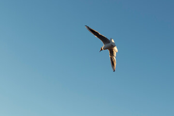 A seagull against a clear sky by summer day