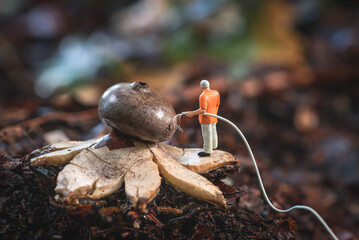 Watering the mushroom, miniature watering the mushroom (collared earthstar)