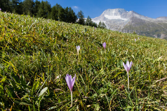 colchique dans un pr&eacute; devant le Mont Pourri dans les Alpes