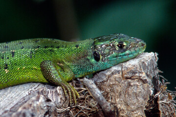 lézard vert en gros plan