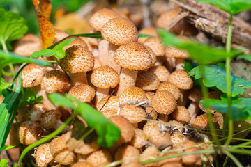 Honey fungus Mushrooms at tree stub in autumn forest. Selective focus Armillaria mellea.