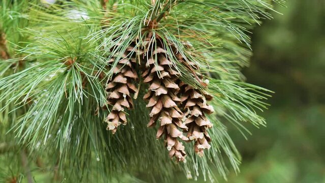 Summer pine cones on a branch of an evergreen tree in a woodland close-up with lush green needles