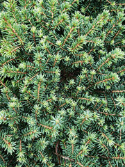 Many branches of green spruce