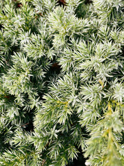 Many green needles of spruce