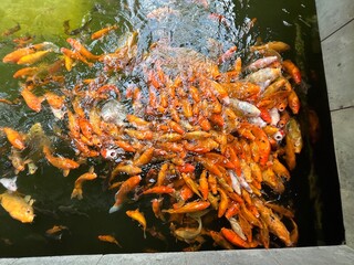 Water Pond Full of  Gold White Red and Black Fishes