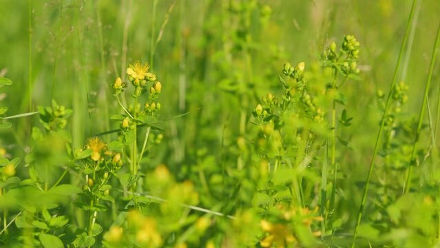 Flowers of saint johns wort, hypericum perforatum. Medical plant. Saint-john s-wort.