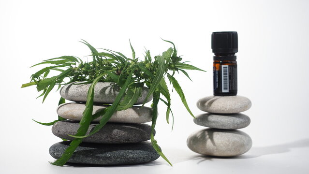 cbd oil