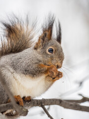 The squirrel with nut sits on tree in the winter or late autumn