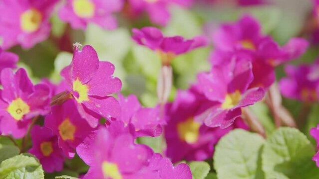 Purple primrose with a yellow center. Primula juliae syn. Pruhoniciana.