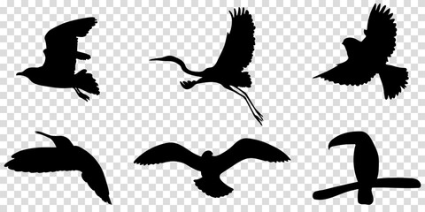 Silhouette of birds icons. Vector illustration isolated on transparent background