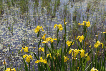 Yellow Waterside Flowers 