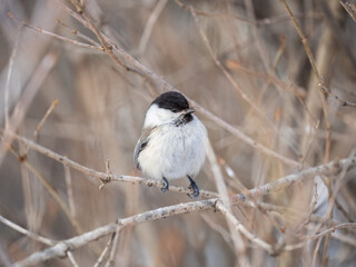 Cute bird the willow tit, song bird sitting on a branch without leaves in the winter.