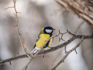 Cute bird Great tit, songbird sitting on a branch without leaves in the autumn or winter.