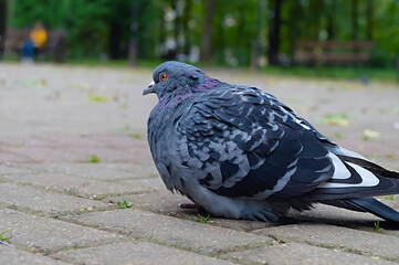 Pigeon in the park close-up. oil paint effect
