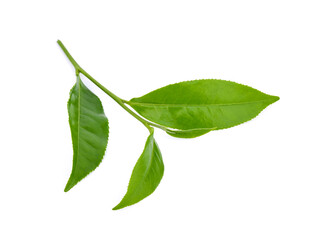 Obraz premium leaves fresh green tea isolated on white background.