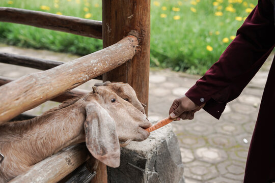 etawa goat eating carrot by woman