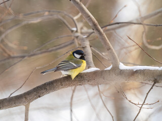 Cute bird Great tit, songbird sitting on a branch without leaves in the autumn or winter.