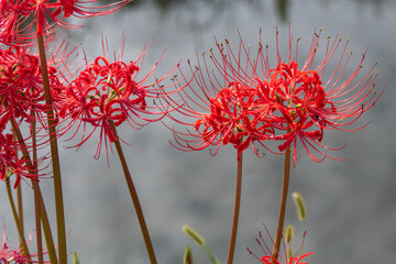 彼岸花