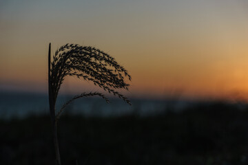 すすきと夕焼け