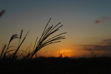 すすきと夕焼け