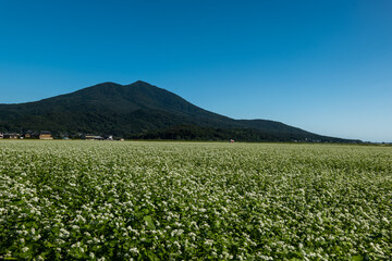 Fototapeta premium 筑波山の秋 秋の蕎麦畑