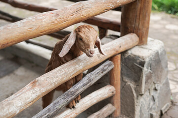 one etawa kid in the cage