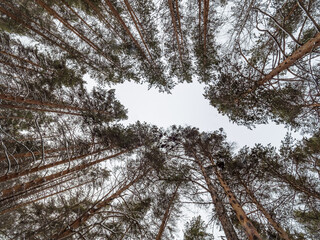 Pine trunks in winter forest on a cloudy day