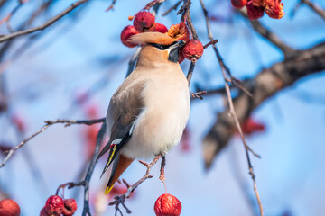 Bohemian waxwing, a beautiful tufted bird, Latin name Bombycilla garrulus, sitting on a wild apple tree and eats red wild apples in winter or early spring day.