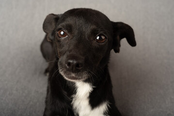 Closeup shot of a cute black and white puppy on the grey couch