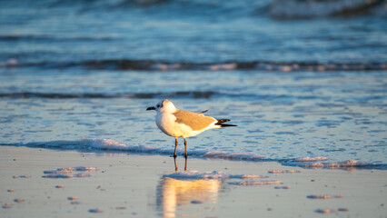 small bird on beach