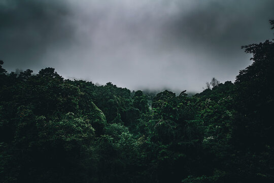 raint forest in moody tone  for background