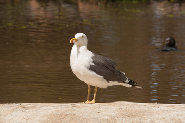 Fototapeta na wymiar seagull sitting on sand