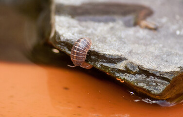 Woodlouse drinking some water