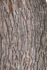 Texture of the bark of old maple tree. Cracked bark, embossed texture of the maple