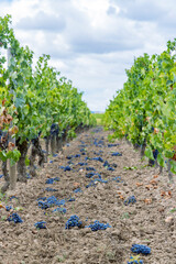 Reduction of ripening grapes to produce highest quality wines in Bordeaux, France
