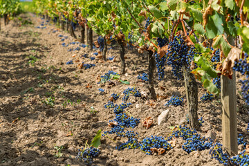 Reduction of ripening grapes to produce highest quality wines in Bordeaux, France