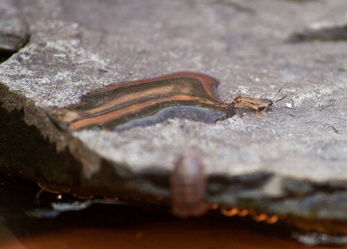 Earwig drinking from a small amount of water