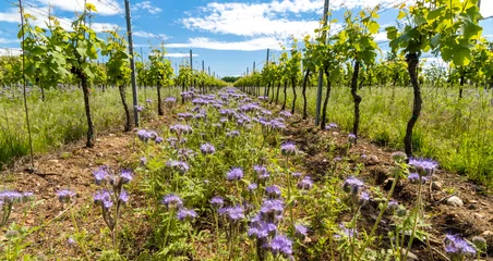 Tuinposter floral spacing in organic vineyard, Moravia, Czech Republic © Richard Semik