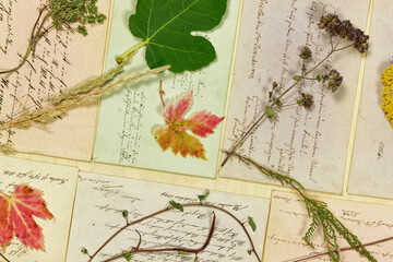 Vegetabiles Stillleben mit Blättern und Kräutern vor  Briefen aus dem 19. Jahrhundert - obrazy, fototapety, plakaty
